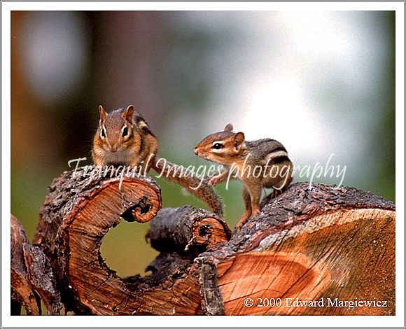 350188---Playful chipmunks